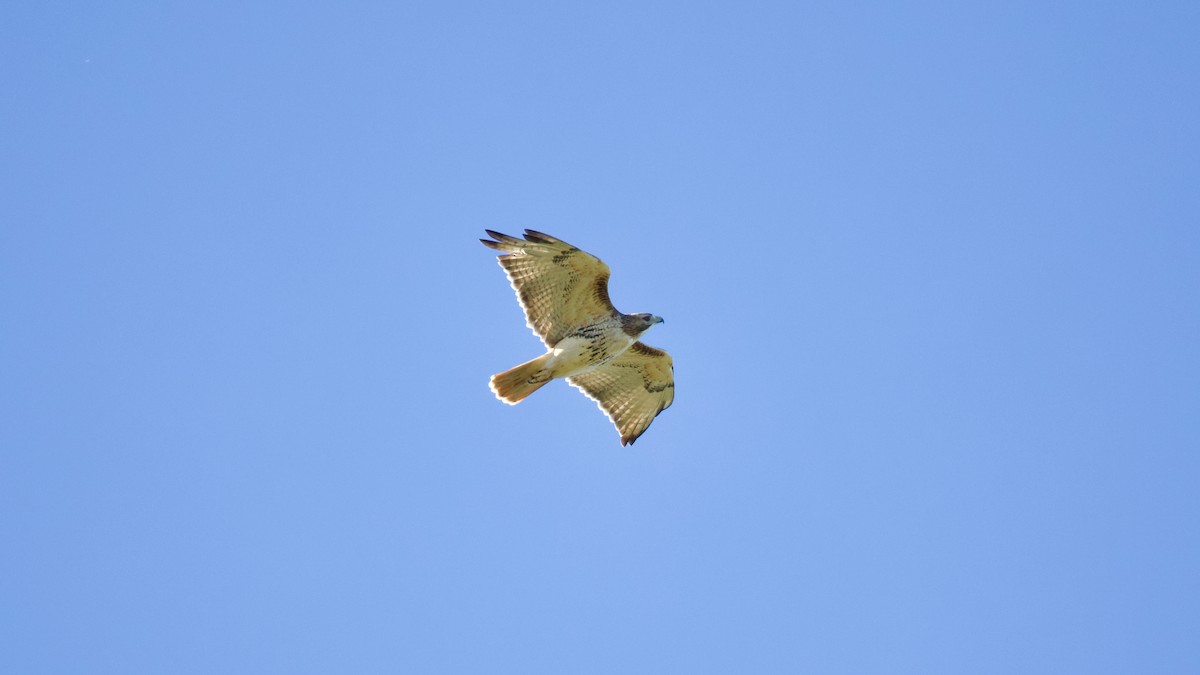 Red-tailed Hawk - ML643697552