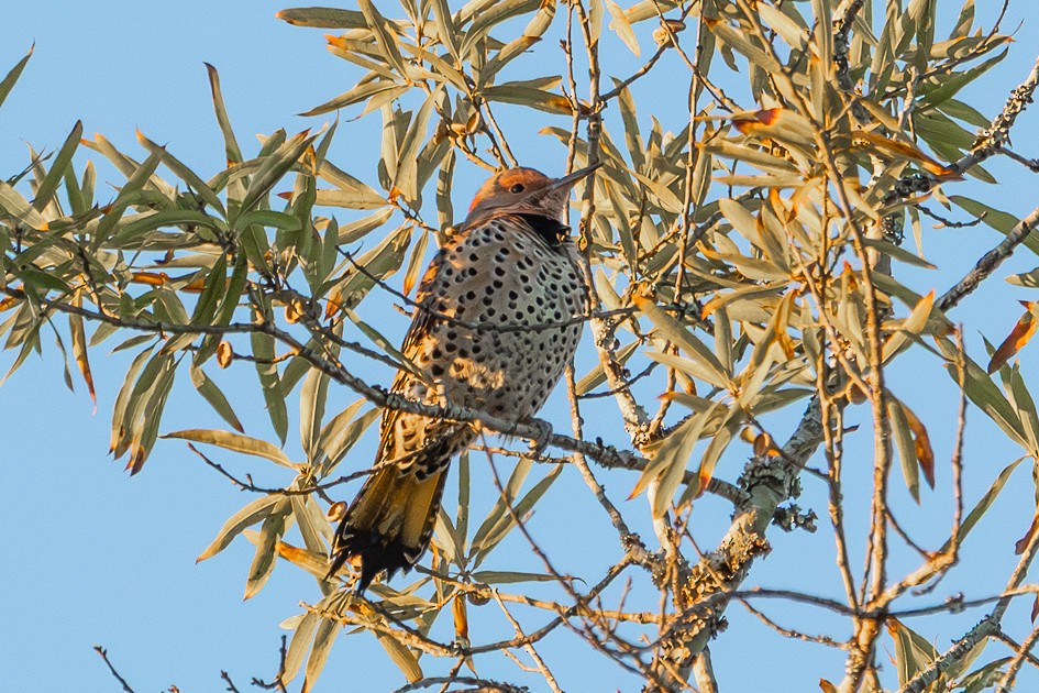 Northern Flicker - ML643697557