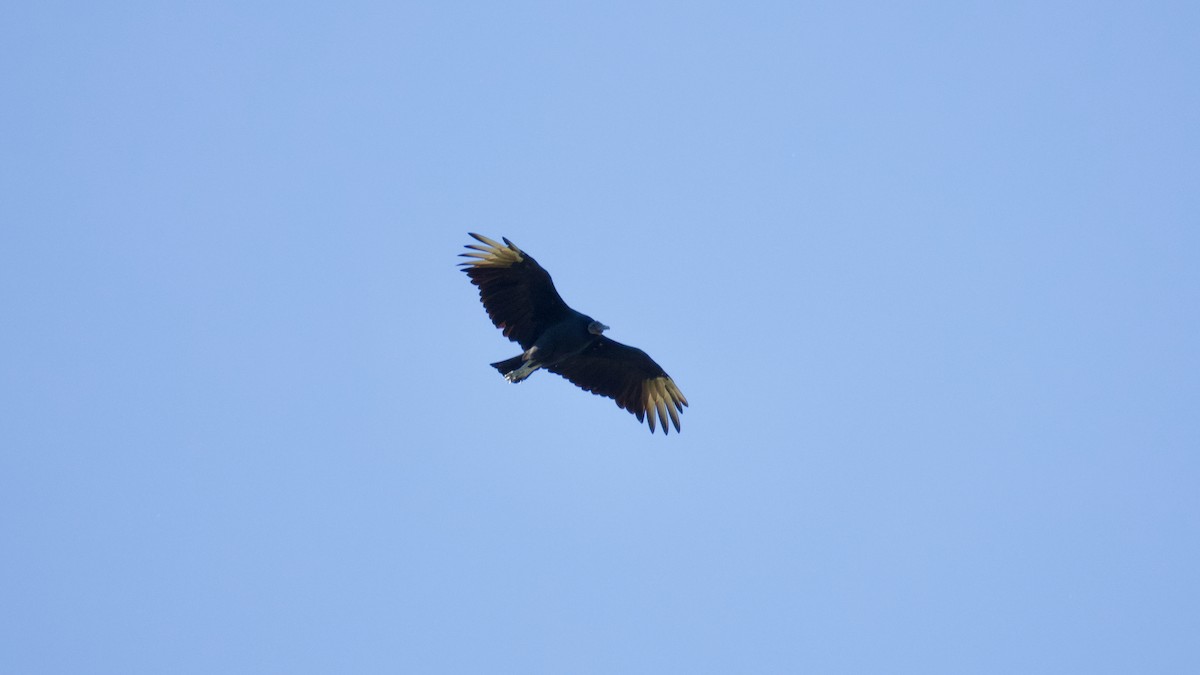 Black Vulture - ML643697559