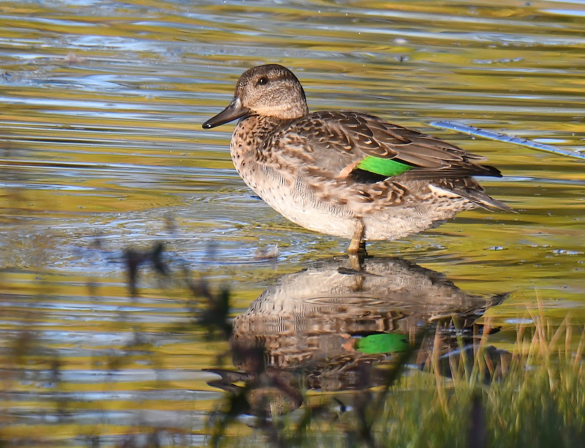 Green-winged Teal - ML643697570