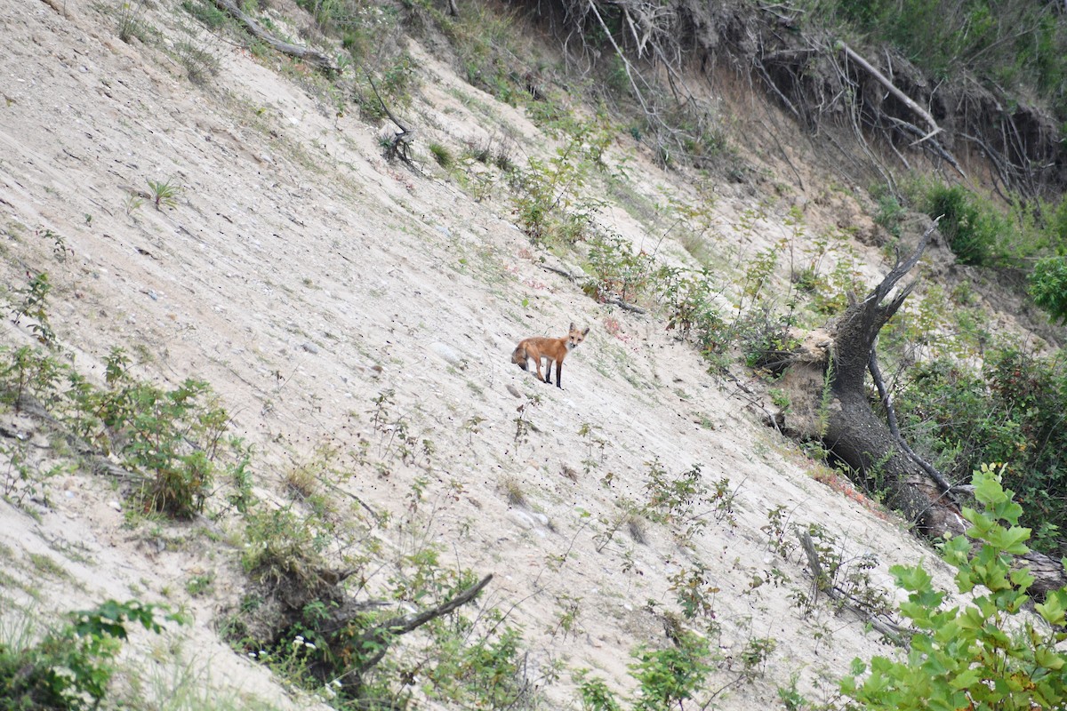 Red Fox - ML643697576