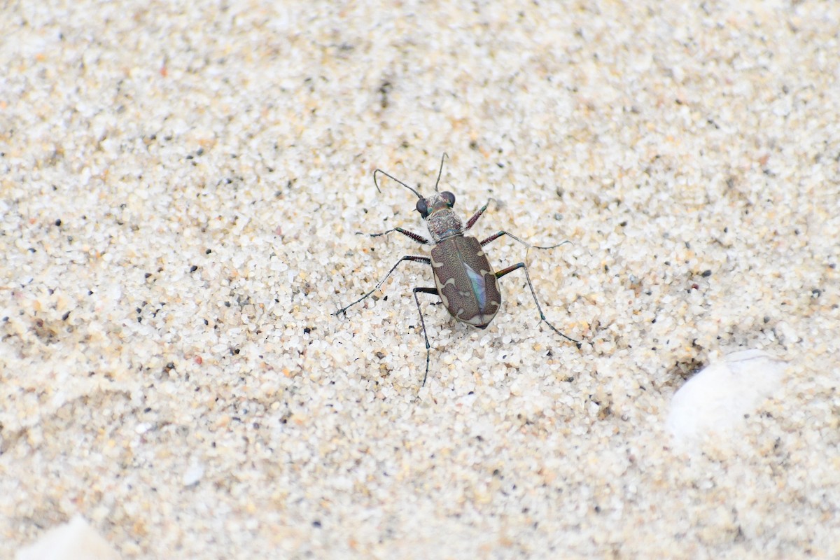 Bronzed Tiger Beetle - ML643697577