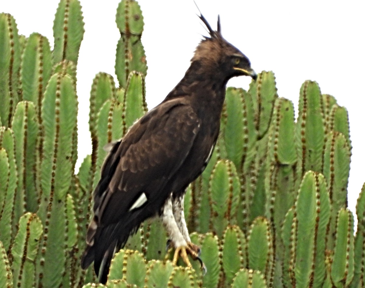 Long-crested Eagle - ML643697584
