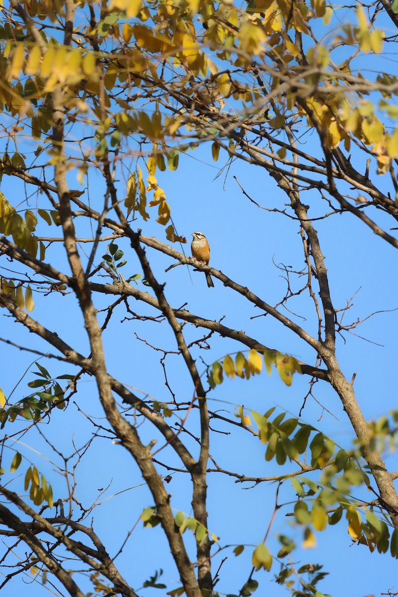 Rock Bunting - ML643697593