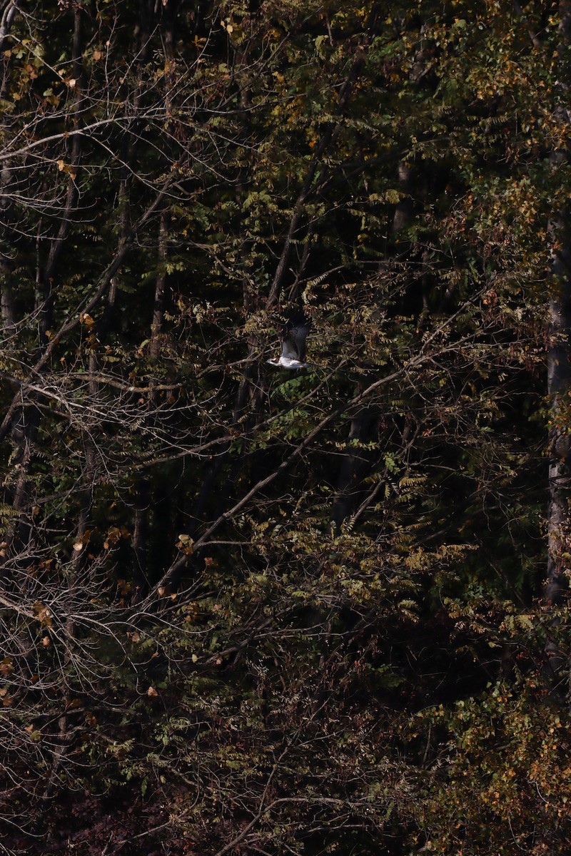 Osprey - ML643697597