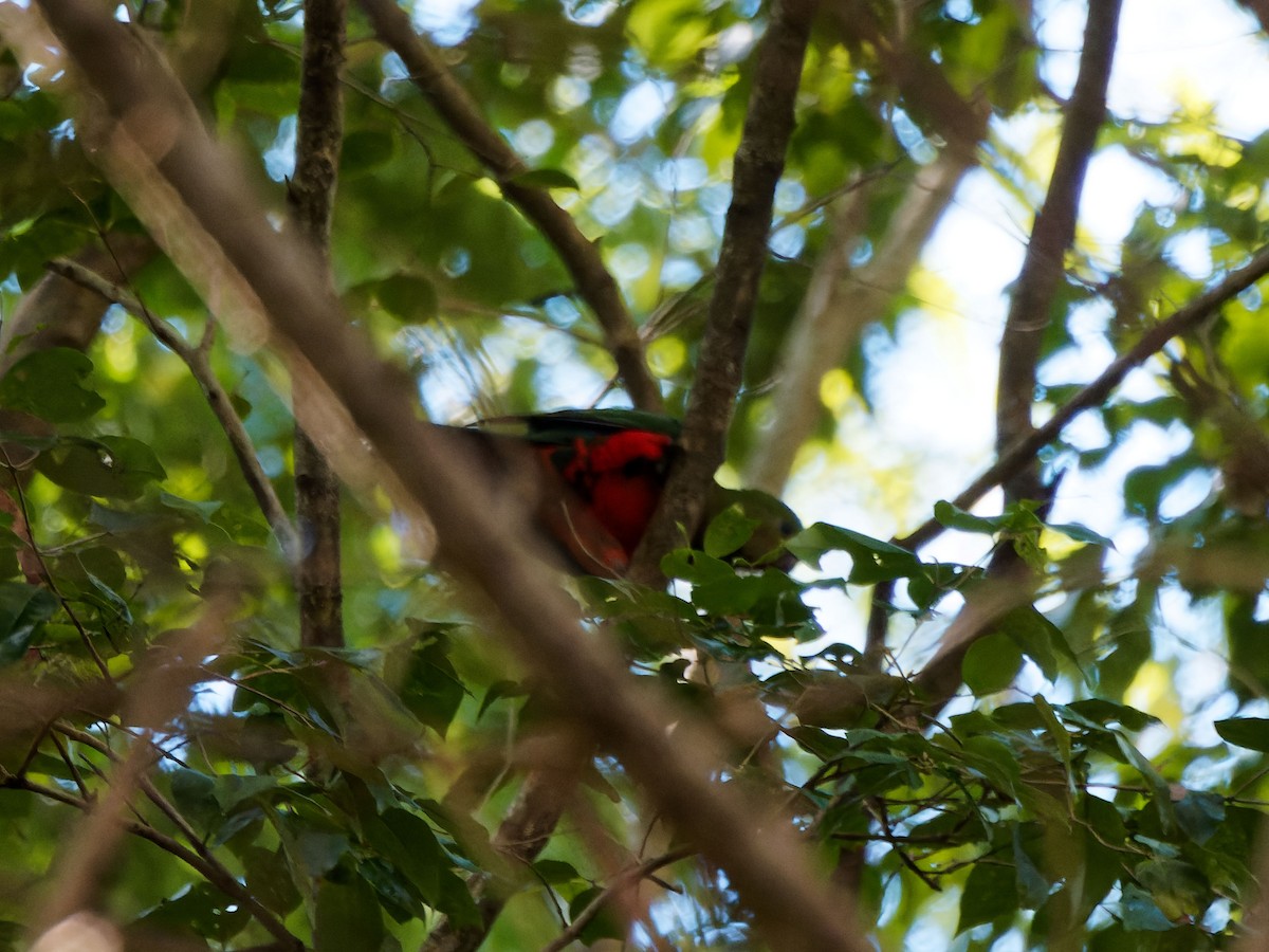 Australian King-Parrot - ML643697612