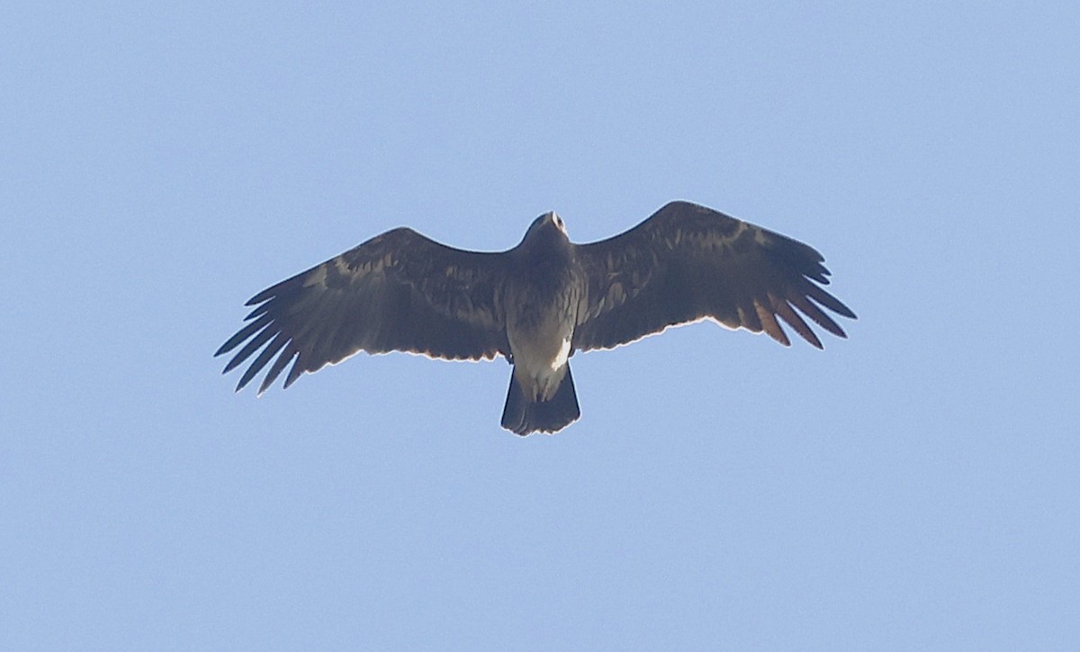 עיט חורש - ML643697619