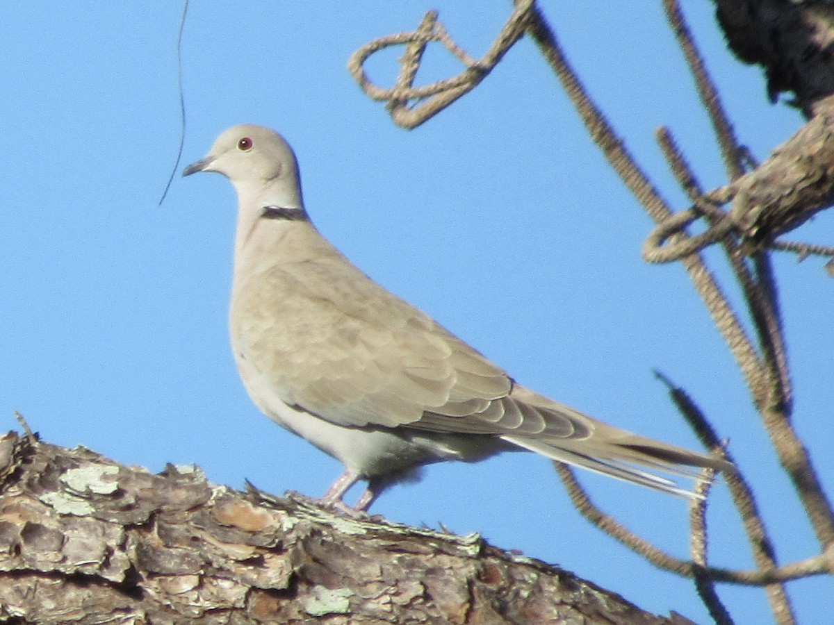 Eurasian Collared-Dove - ML643697621