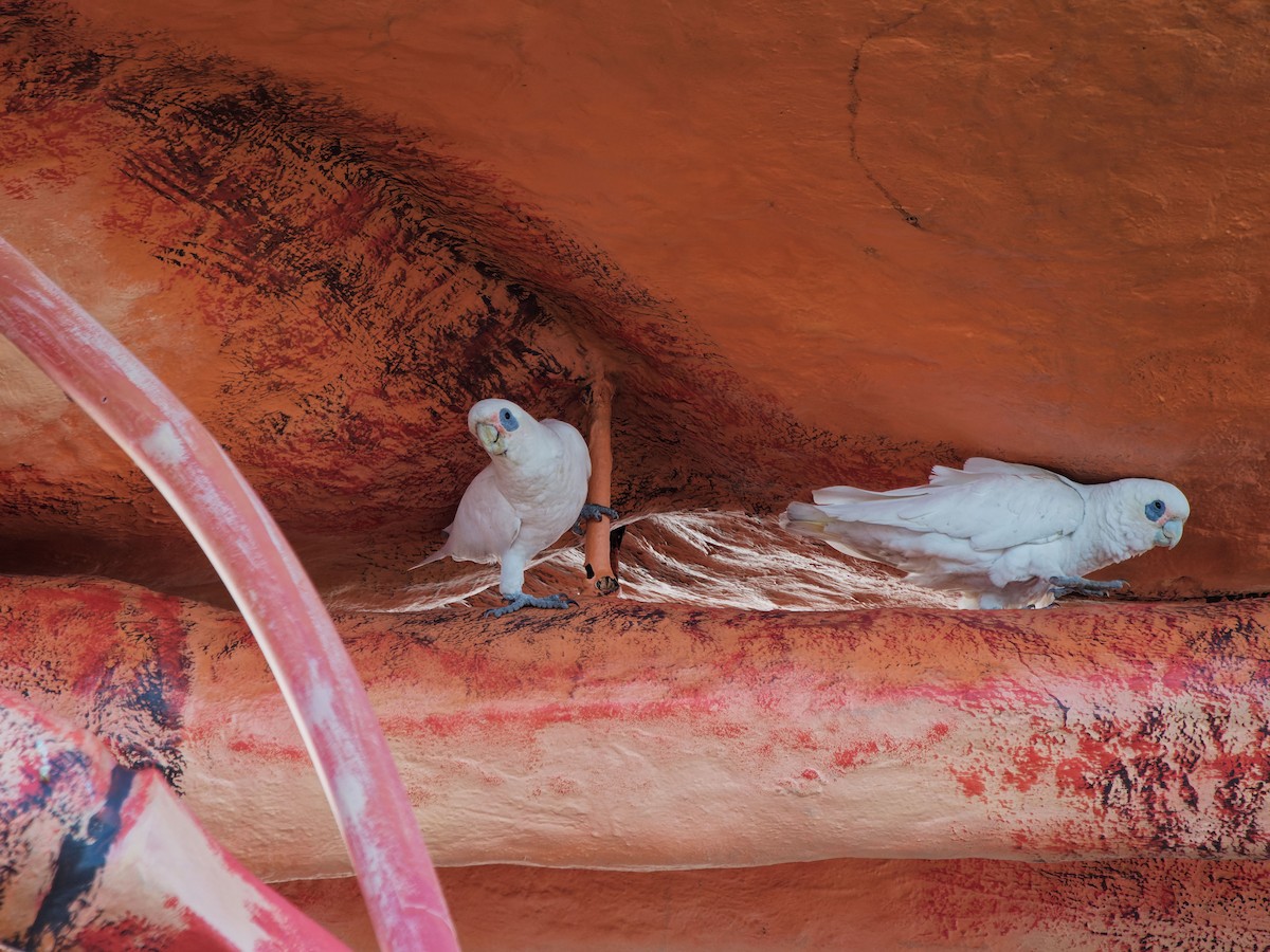 Cacatoès corella - ML643697622
