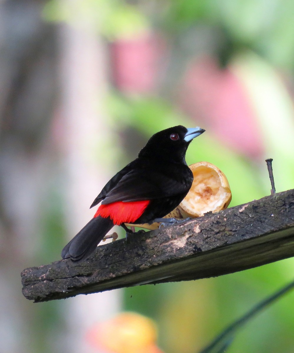 Scarlet-rumped Tanager (Cherrie's) - ML643697643