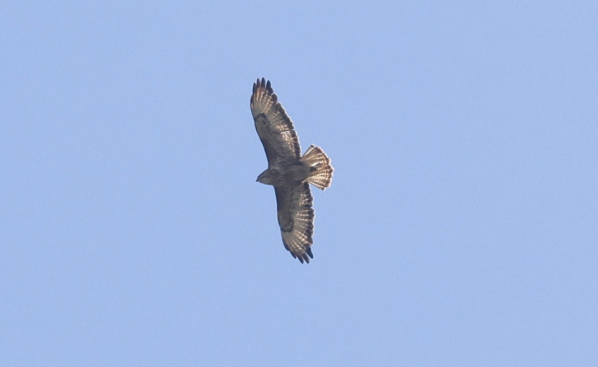 Common Buzzard (Steppe) - ML643697664