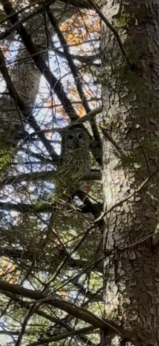 Barred Owl - ML643697671