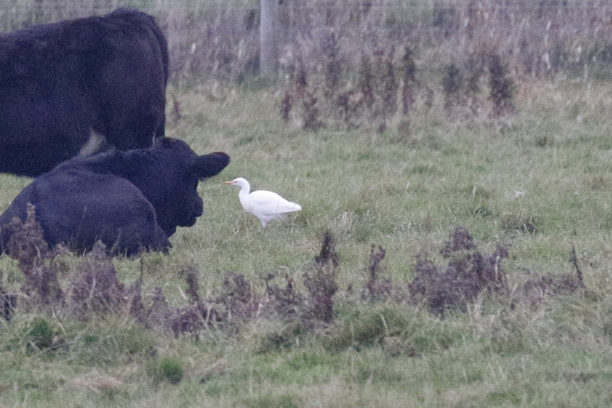 Western Cattle-Egret - ML643697675
