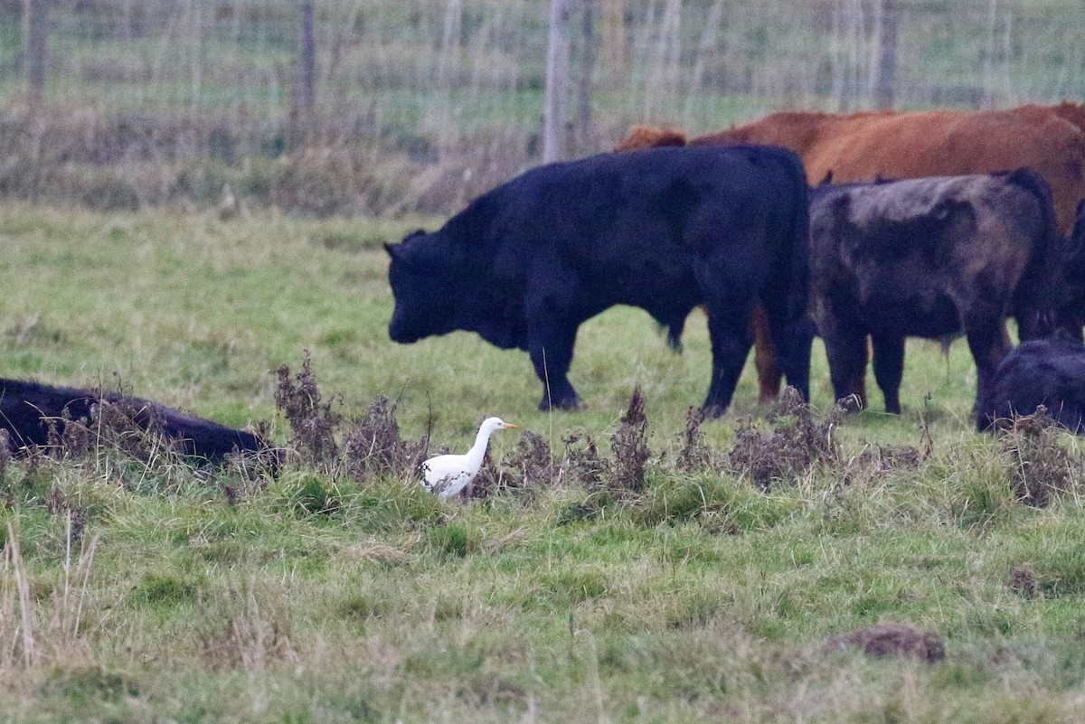 Western Cattle-Egret - ML643697677