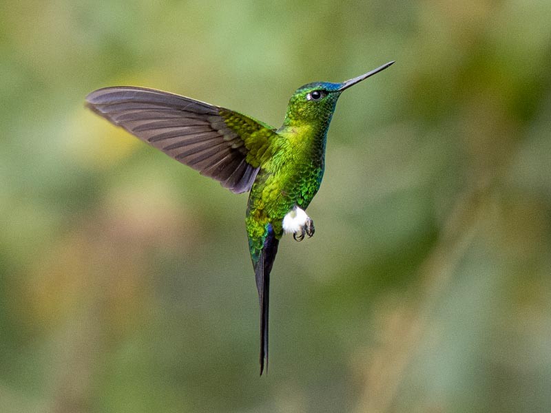 Sapphire-vented Puffleg - ML643697705
