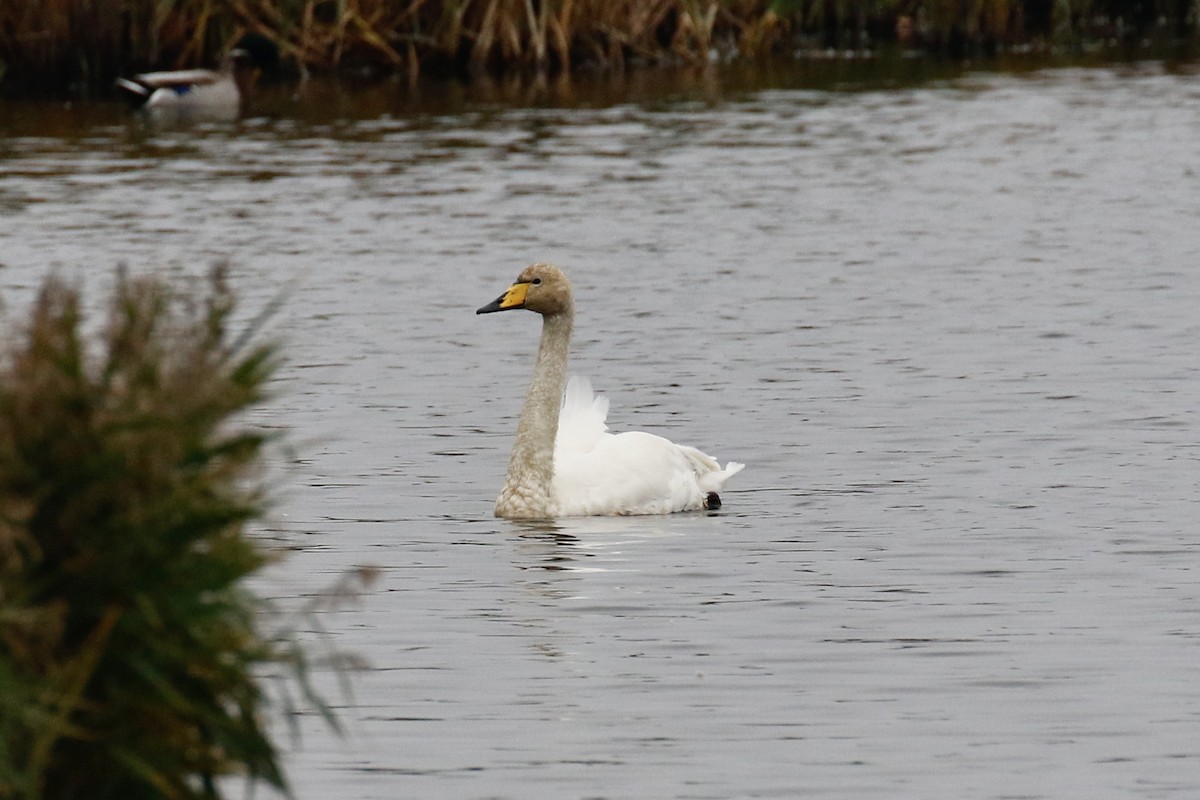 Whooper Swan - ML643697721
