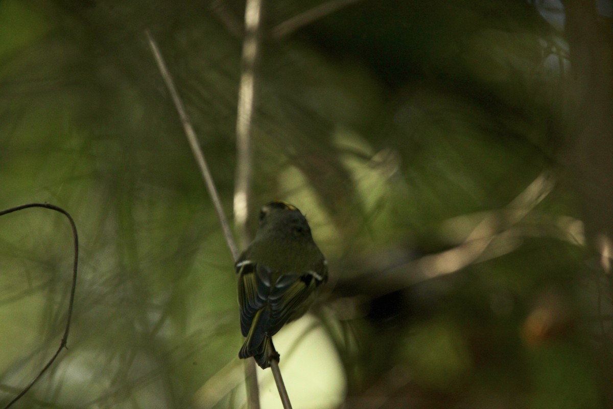 Golden-crowned Kinglet - ML643697727