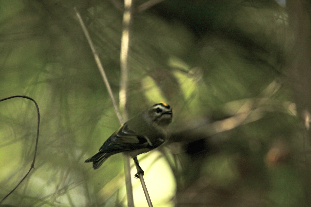 Golden-crowned Kinglet - ML643697728
