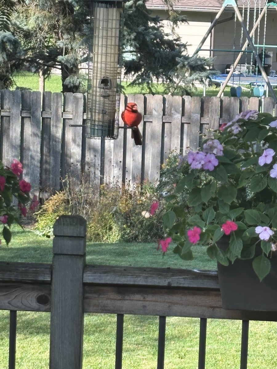 Northern Cardinal - ML643697737