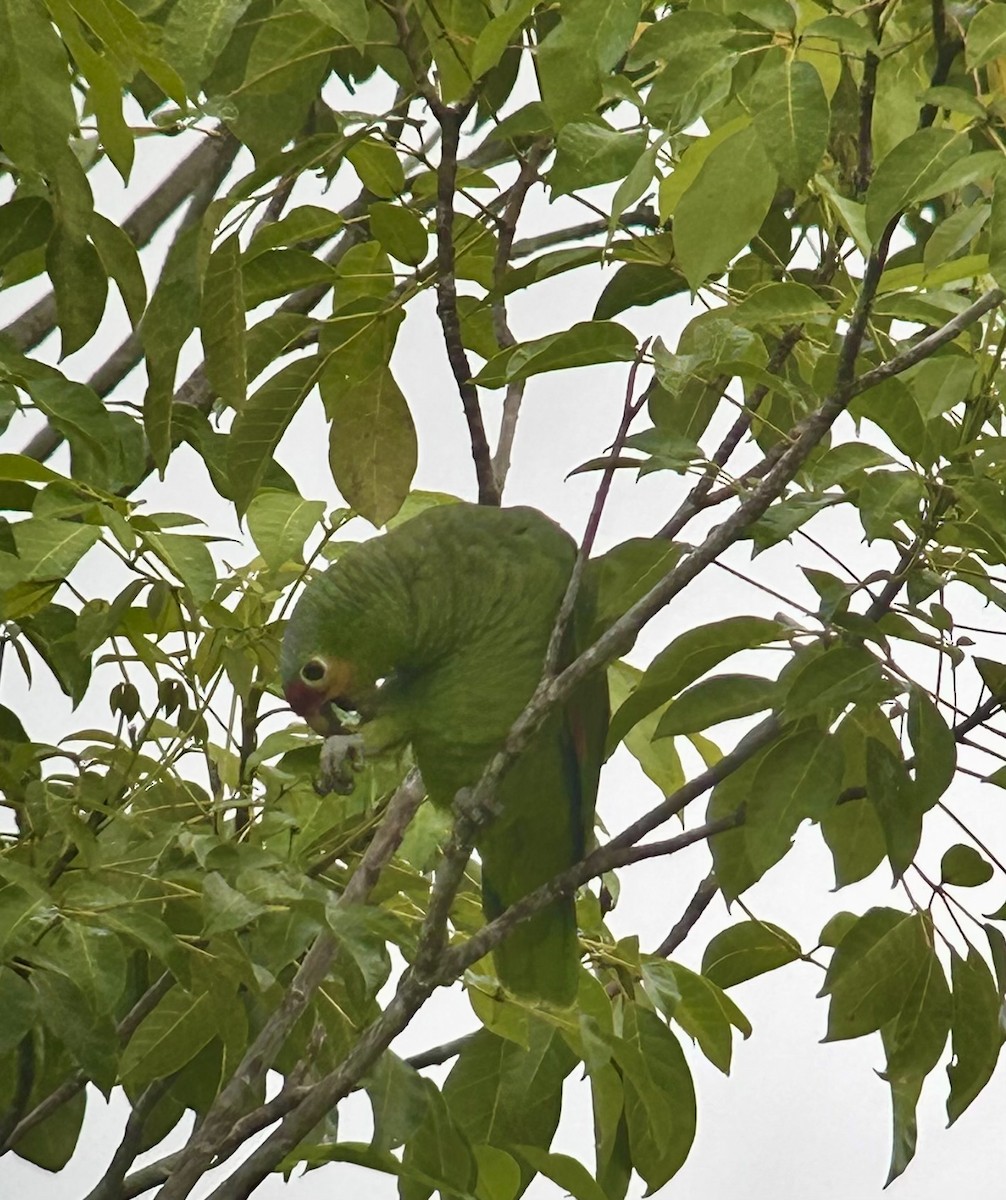 Red-lored Amazon - ML643697738