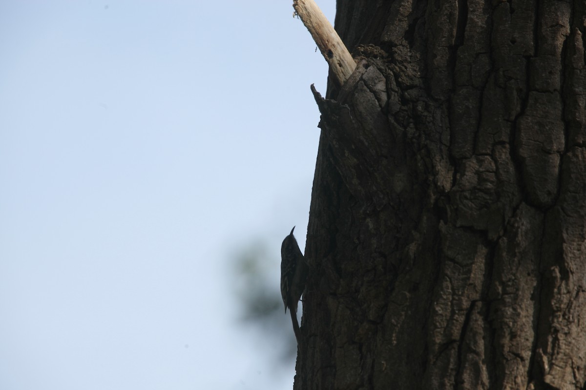 Brown Creeper - ML643697753