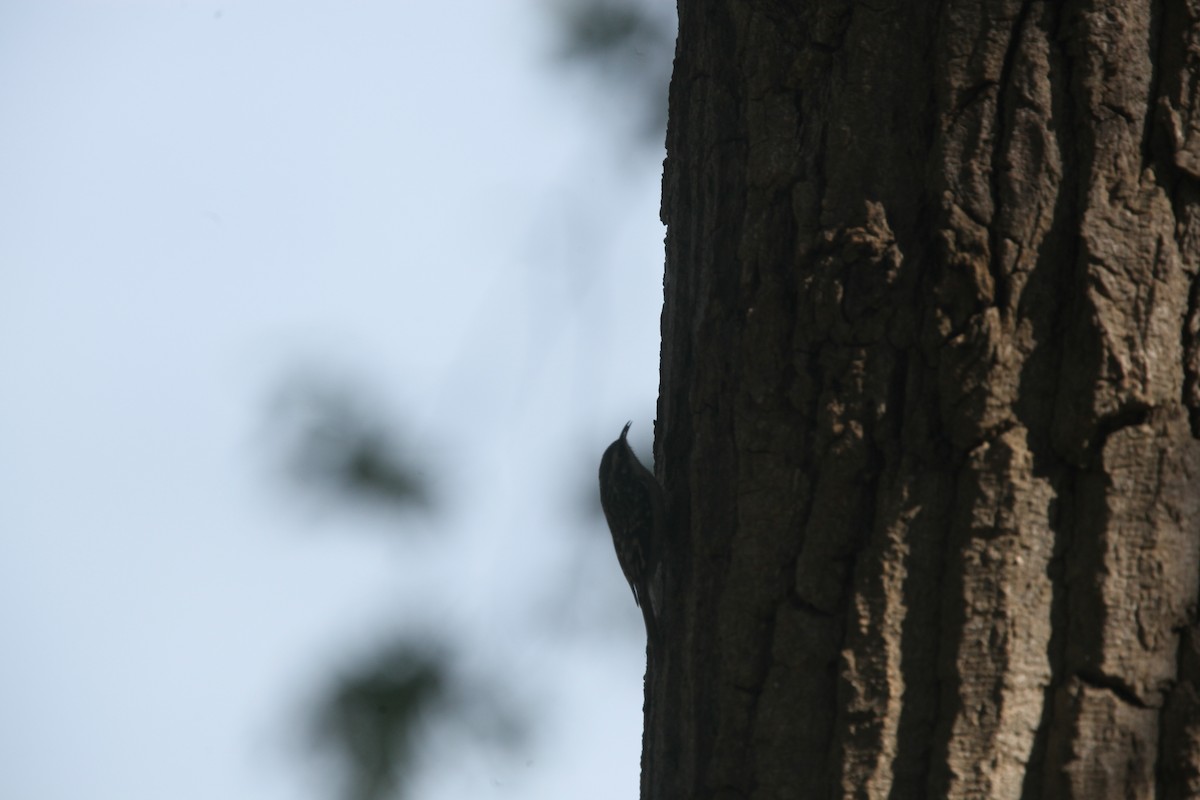 Brown Creeper - ML643697754