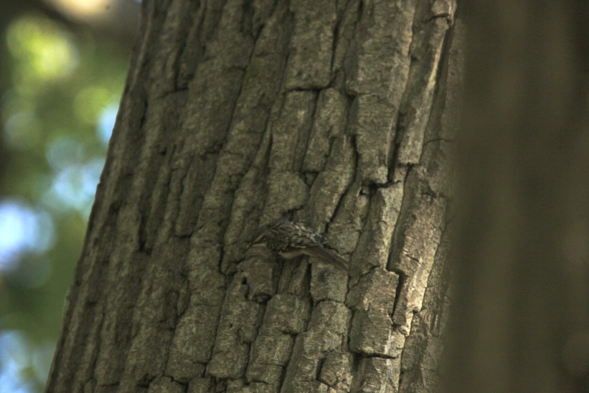 Brown Creeper - ML643697755