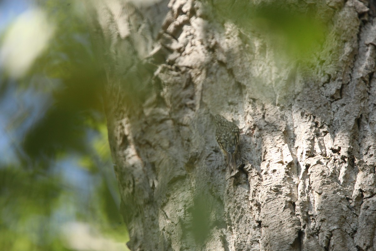 Brown Creeper - ML643697756