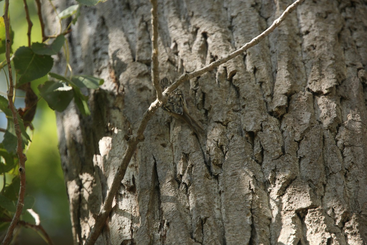 Brown Creeper - ML643697757