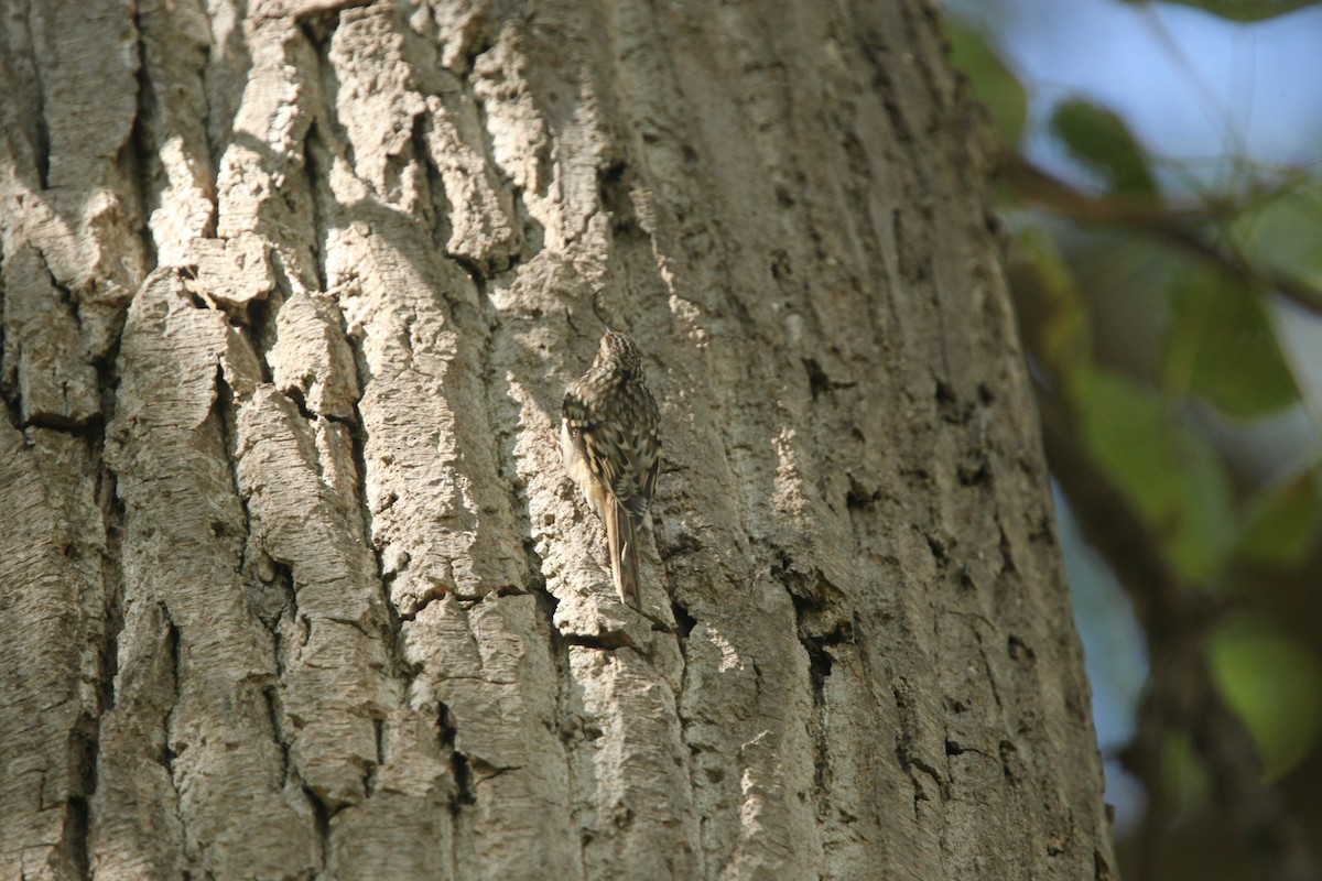 Brown Creeper - ML643697758