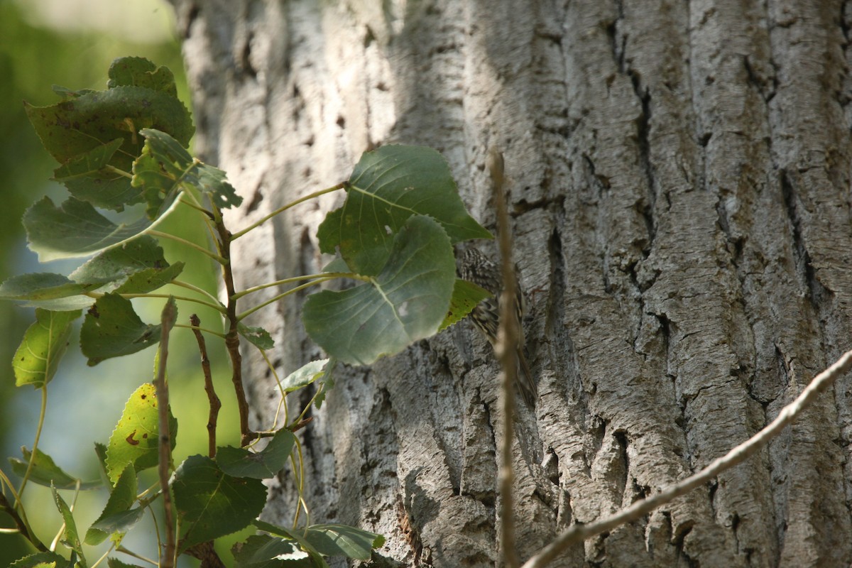 Brown Creeper - ML643697759