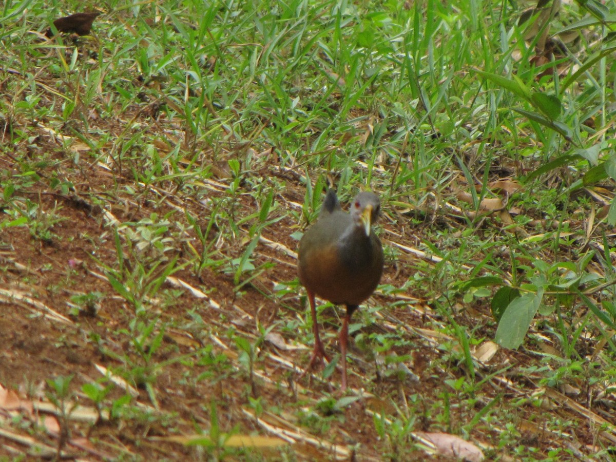 Gray-cowled Wood-Rail - ML643697769