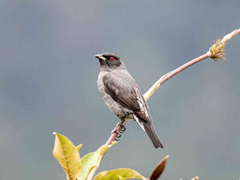 Red-crested Cotinga - ML643697770