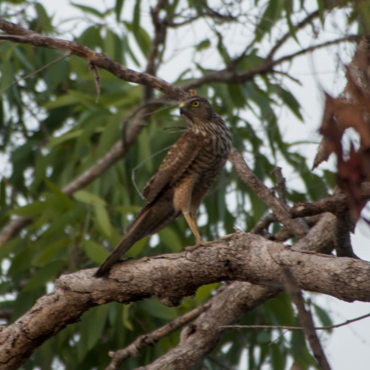 Brown Goshawk - ML643697774
