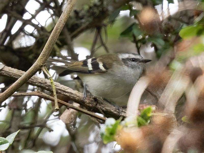 White-banded Tyrannulet - ML643697776