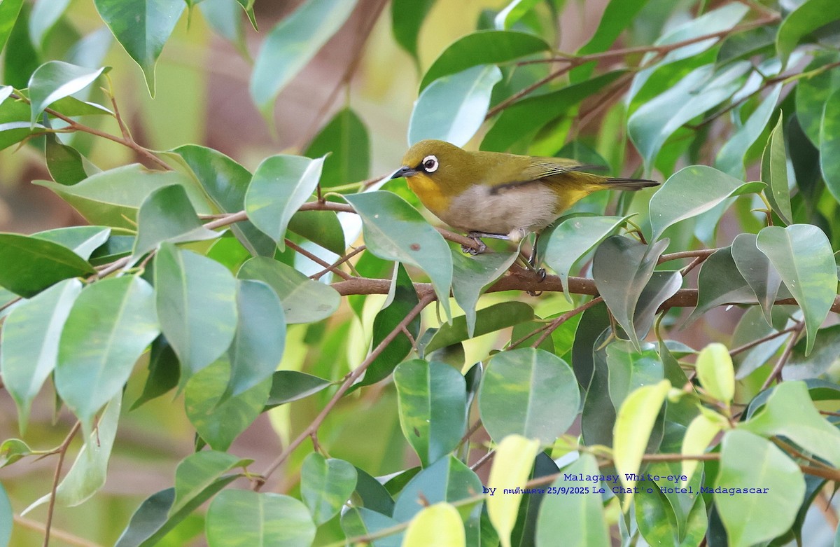 Malagasy White-eye - ML643697792