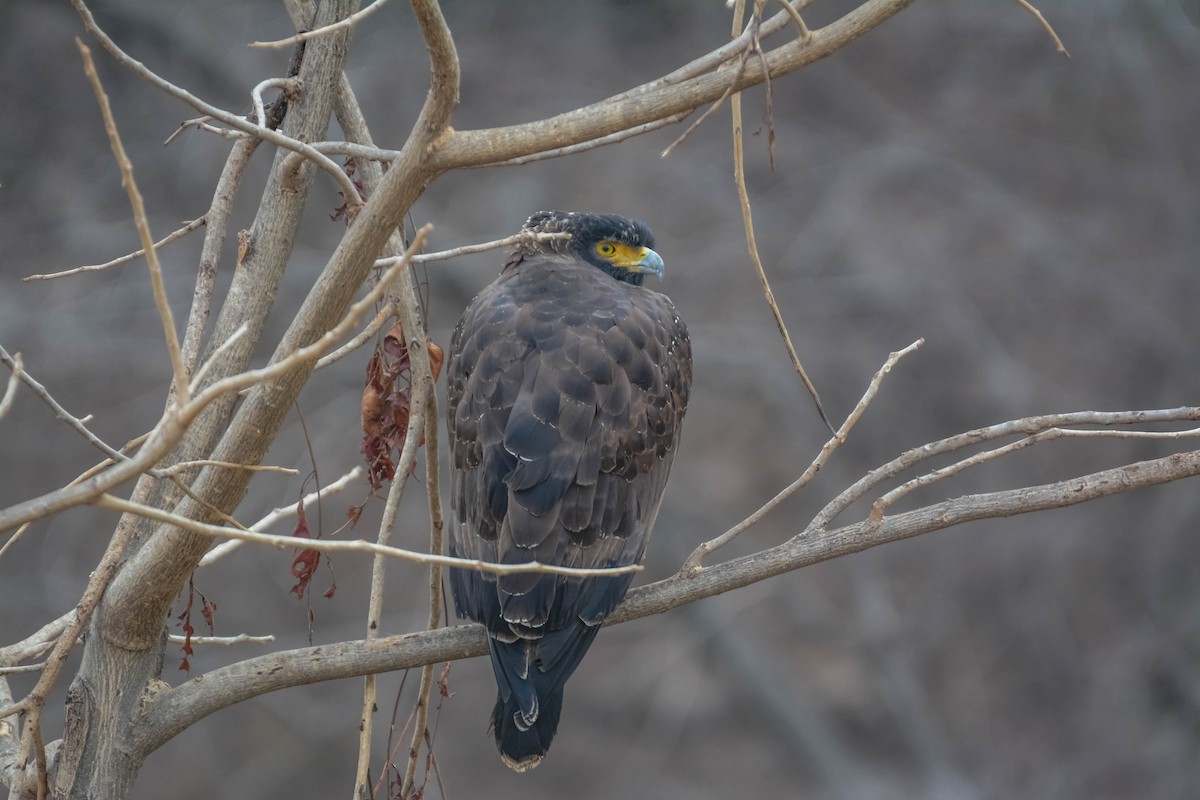 Haubenschlangenadler - ML643697794