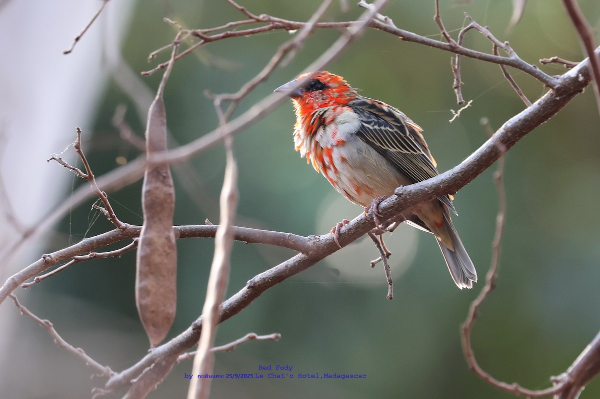 Red Fody - ML643697799