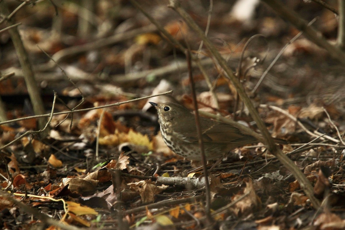 Hermit Thrush - ML643697800