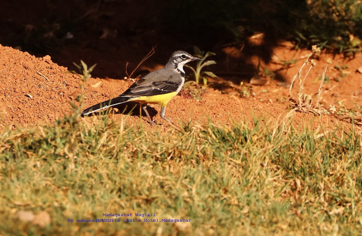 Madagascar Wagtail - ML643697803