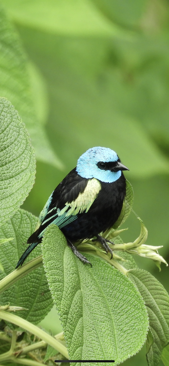 Blue-necked Tanager - ML643697810