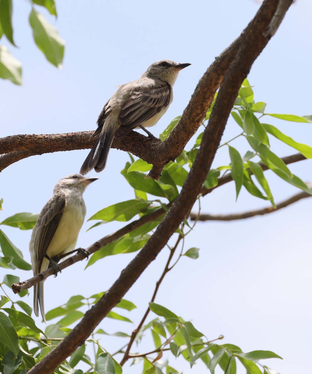 Suiriri Flycatcher - ML643697817