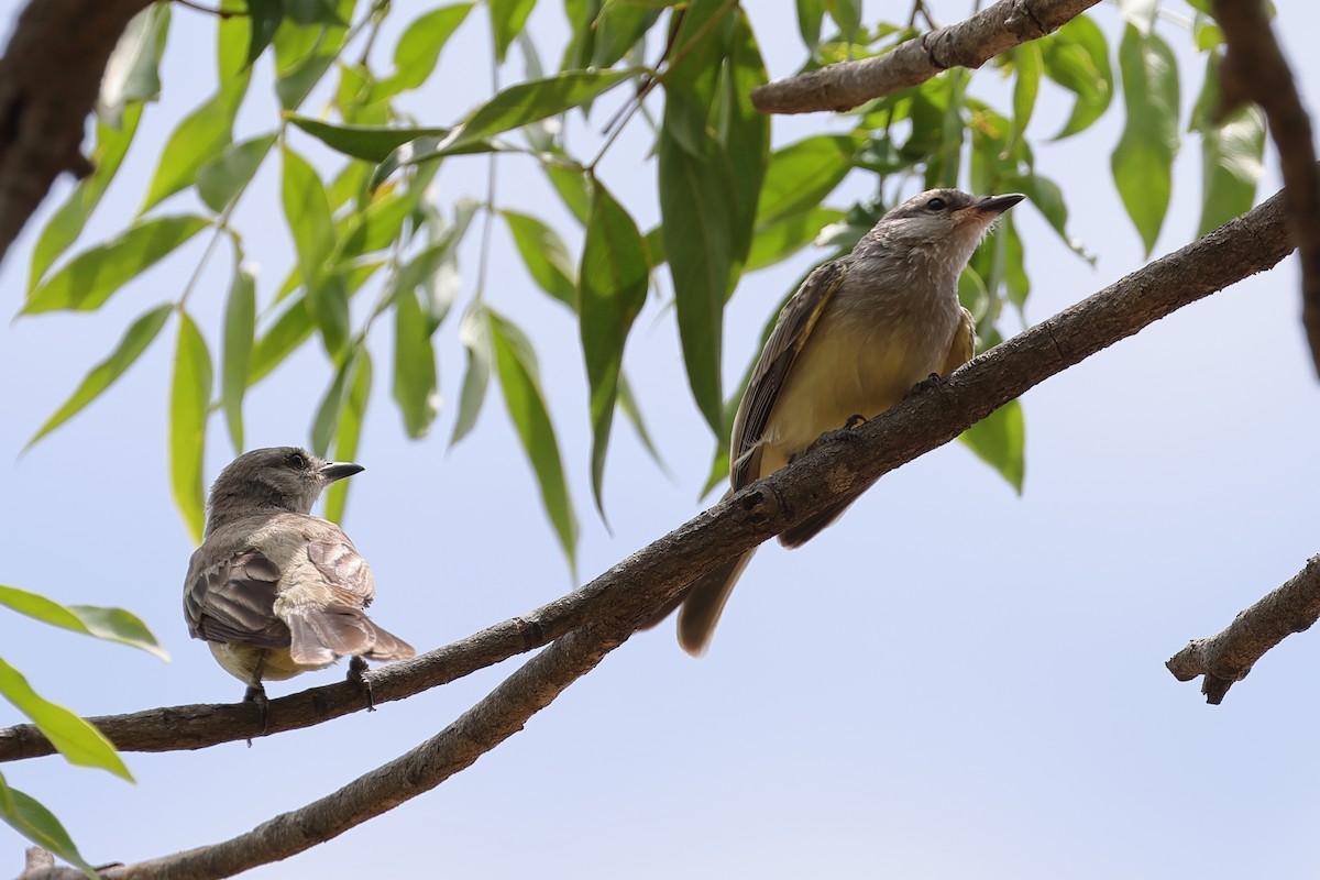 Suiriri Flycatcher - ML643697818