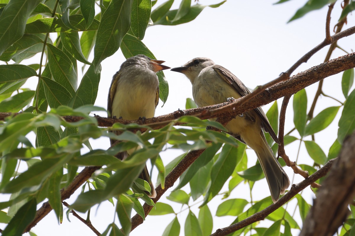 Suiriri Flycatcher - ML643697822