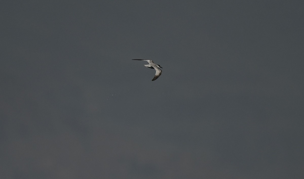 Saunders's Tern - ML643697831