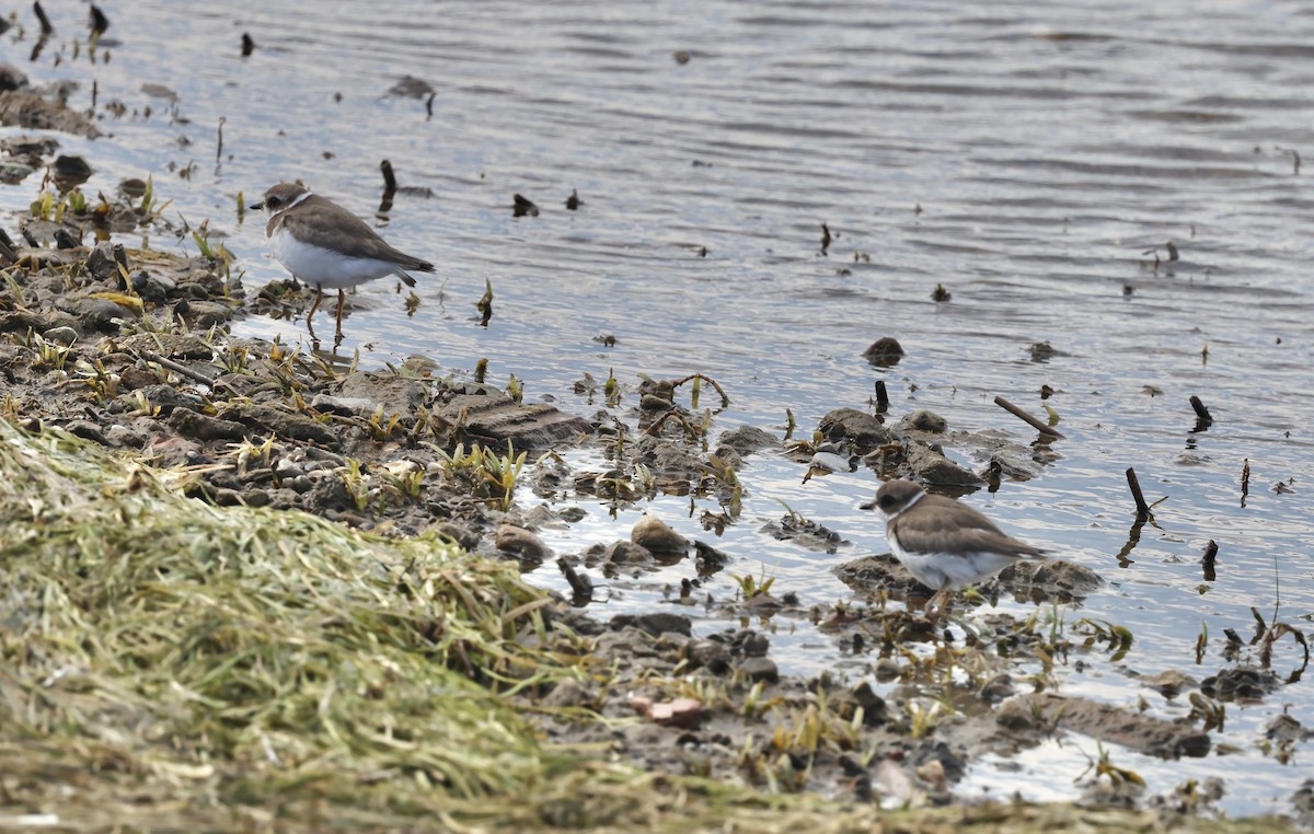 Semipalmated Plover - ML643697835