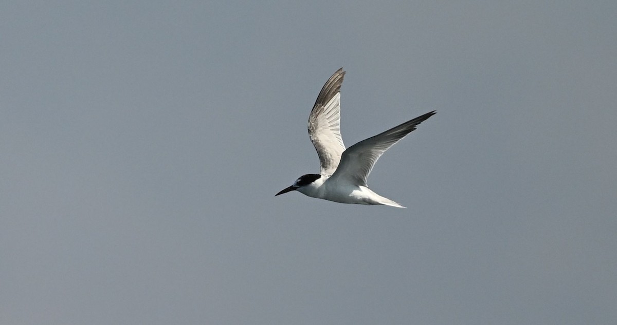 Saunders's Tern - ML643697841