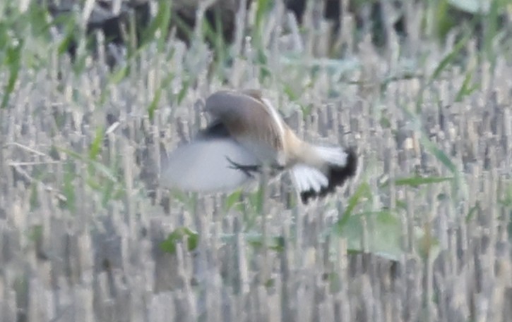 Siberian Stonechat - ML643697857
