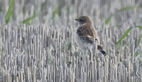 Siberian Stonechat - ML643697858