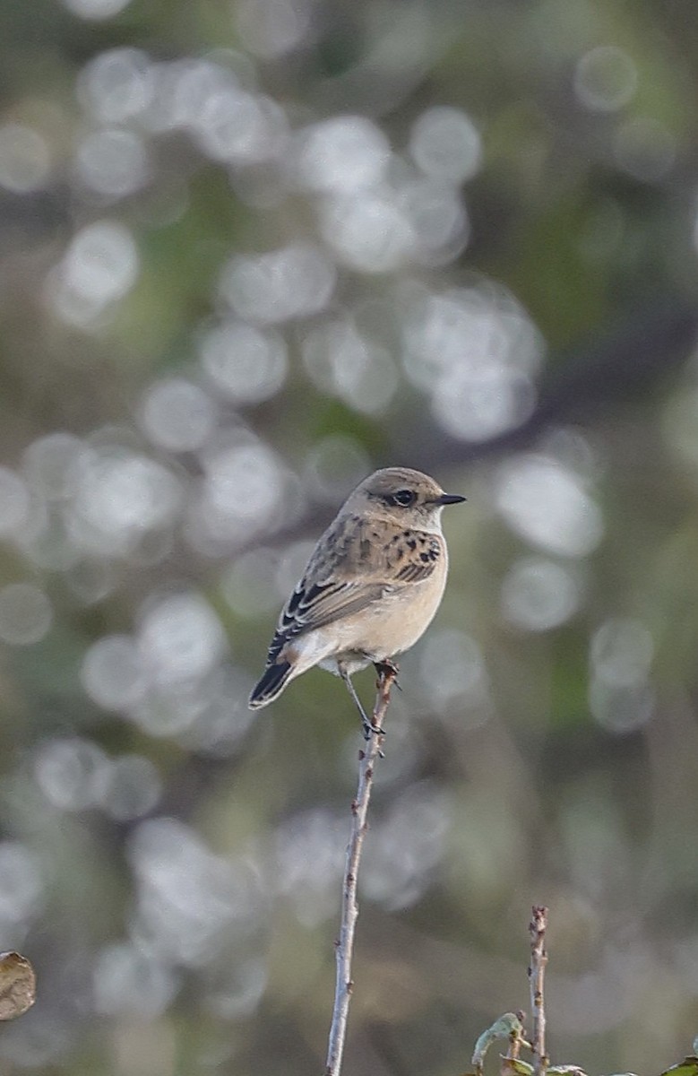 Siberian Stonechat - ML643697859